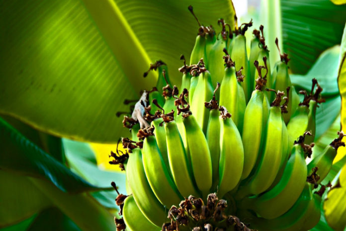 banano paraguayo se benefició con ayuda de Ecuador