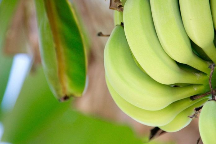 Exportación de banano de Bolivia baja de precio